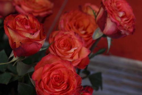 九爷的小玫瑰又野又撩,一场撩动心弦的狂野爱恋